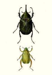 Entomology Series IV | Obraz na stenu
