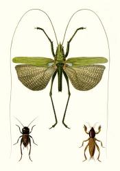Entomology Series V | Obraz na stenu