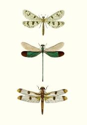 Entomology Series VII | Obraz na stenu