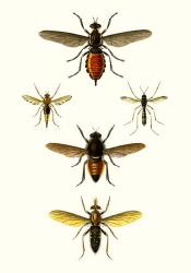 Entomology Series IX | Obraz na stenu