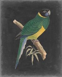Dramatic Parrots I | Obraz na stenu
