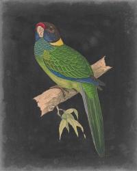 Dramatic Parrots II | Obraz na stenu