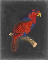 Dramatic Parrots III | Obraz na stenu