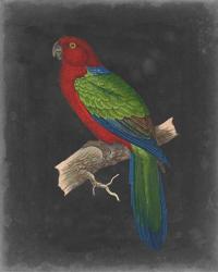 Dramatic Parrots IV | Obraz na stenu