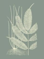 Ferns on Sage II | Obraz na stenu