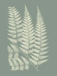 Ferns on Sage III | Obraz na stenu