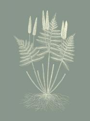 Ferns on Sage VII | Obraz na stenu