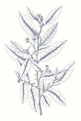 Indigo Botany Study V | Obraz na stenu