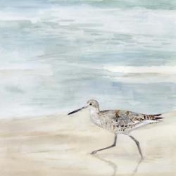 Speckled Willet II | Obraz na stenu