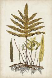 Fern Botanical I | Obraz na stenu