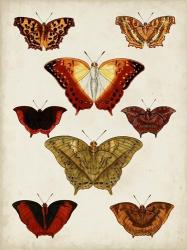Butterflies Displayed I | Obraz na stenu