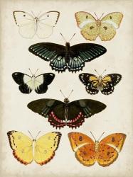 Butterflies Displayed III | Obraz na stenu