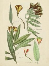 Antique Botanical Sketch III | Obraz na stenu