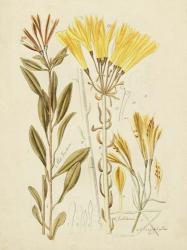 Antique Botanical Sketch IV | Obraz na stenu