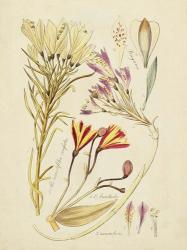 Antique Botanical Sketch V | Obraz na stenu