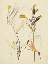 Antique Botanical Sketch VI | Obraz na stenu