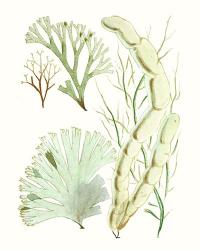 Antique Seaweed Composition I | Obraz na stenu