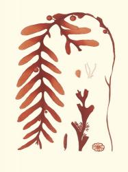 Coral Seaweed II | Obraz na stenu