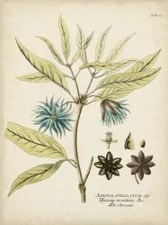 Eloquent Botanical III | Obraz na stenu