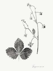 Botanical Imprint IV | Obraz na stenu