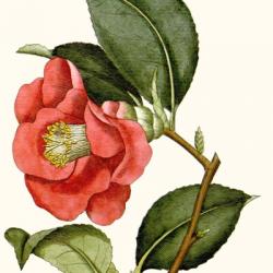 Cropped Antique Botanical III | Obraz na stenu