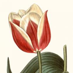 Cropped Antique Botanical IV | Obraz na stenu