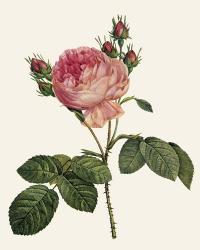 Redoute's Rose I | Obraz na stenu