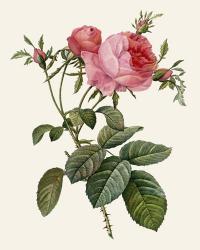 Redoute's Rose II | Obraz na stenu