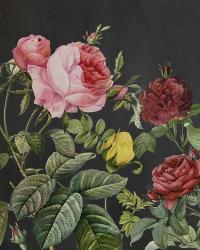 Redoute's Bouquet I | Obraz na stenu