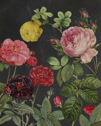 Redoute's Bouquet II | Obraz na stenu