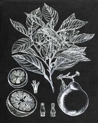 Citrus Botanical Study I | Obraz na stenu