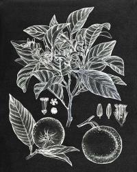 Citrus Botanical Study II | Obraz na stenu