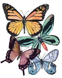 Butterfly Swatches I | Obraz na stenu