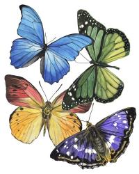 Butterfly Swatches II | Obraz na stenu