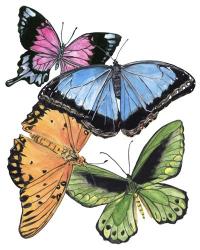 Butterfly Swatches III | Obraz na stenu