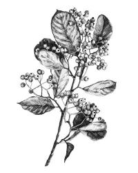 Hawthorn Berry Branch I | Obraz na stenu