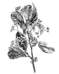 Hawthorn Berry Branch II | Obraz na stenu