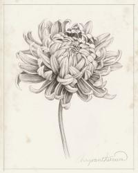 Graphite Chrysanthemum Study I | Obraz na stenu