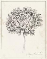 Graphite Chrysanthemum Study II | Obraz na stenu