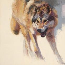 Wolf Study IV | Obraz na stenu