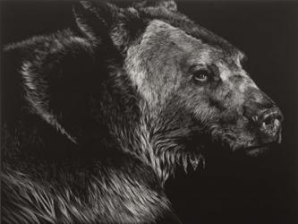 Wild Scratchboard II | Obraz na stenu