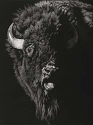 Wild Scratchboard IV | Obraz na stenu