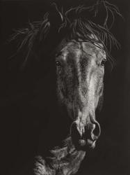 Wild Scratchboard VI | Obraz na stenu