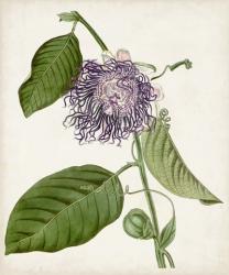 Vintage Passionflower I | Obraz na stenu