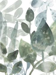 Aquatic Leaves I | Obraz na stenu