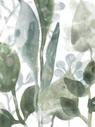 Aquatic Leaves III | Obraz na stenu