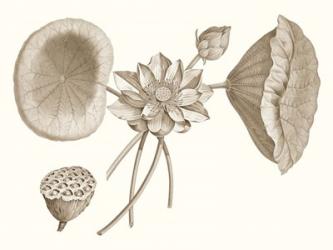 Sepia Water Lily I | Obraz na stenu