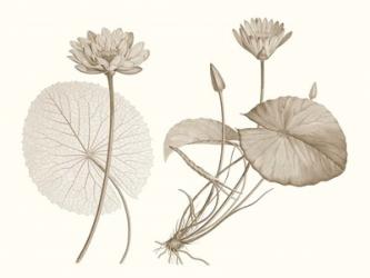Sepia Water Lily II | Obraz na stenu