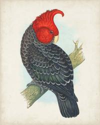 Antique Cockatoo I | Obraz na stenu