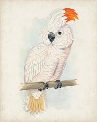 Antique Cockatoo II | Obraz na stenu